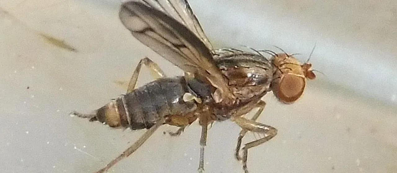 Wheat shoot fly
