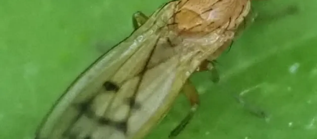 Опомиза