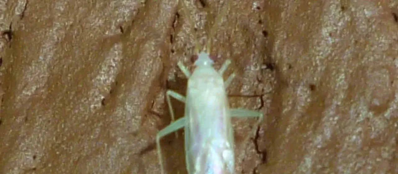Клоп Diaphnocoris provancheri