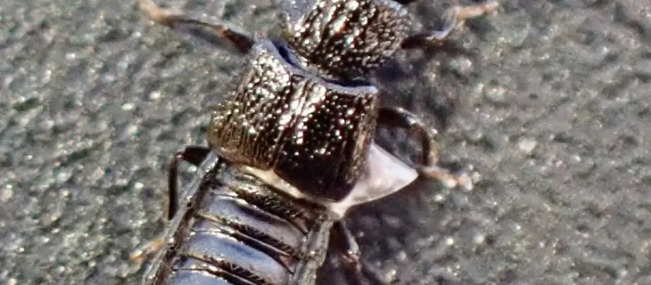 Rove beetle