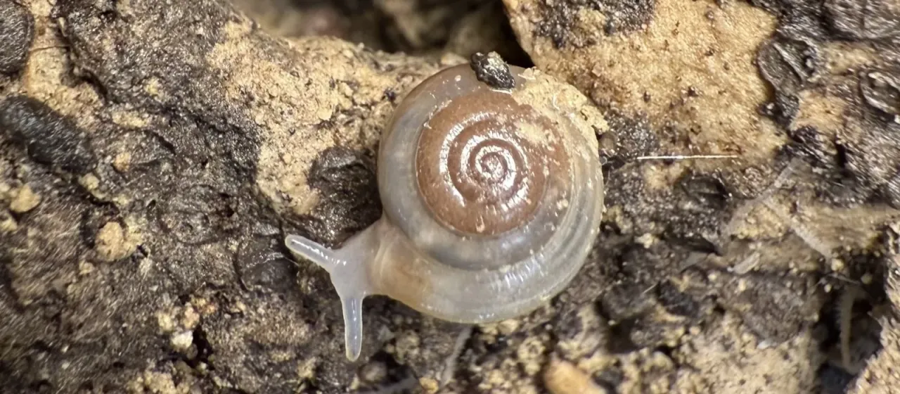 Cellar glass snail
