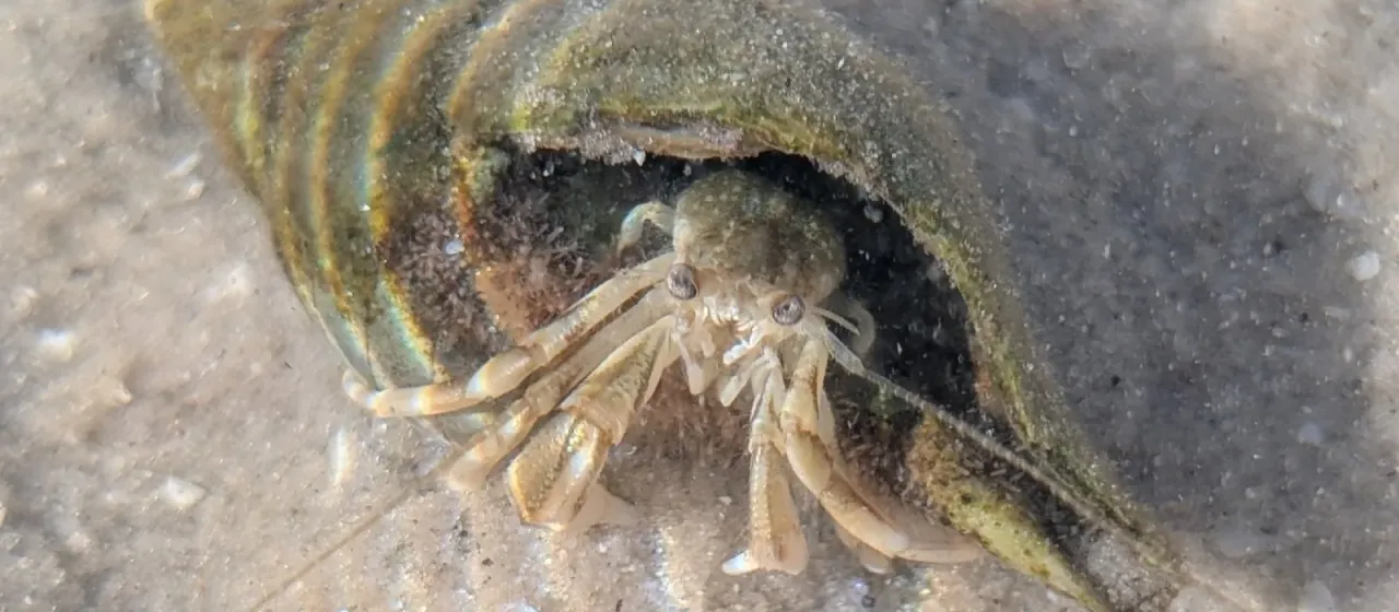 Long-wristed hermit crab