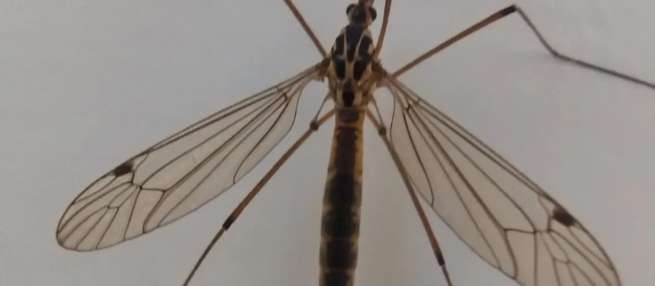 Spotted crane fly