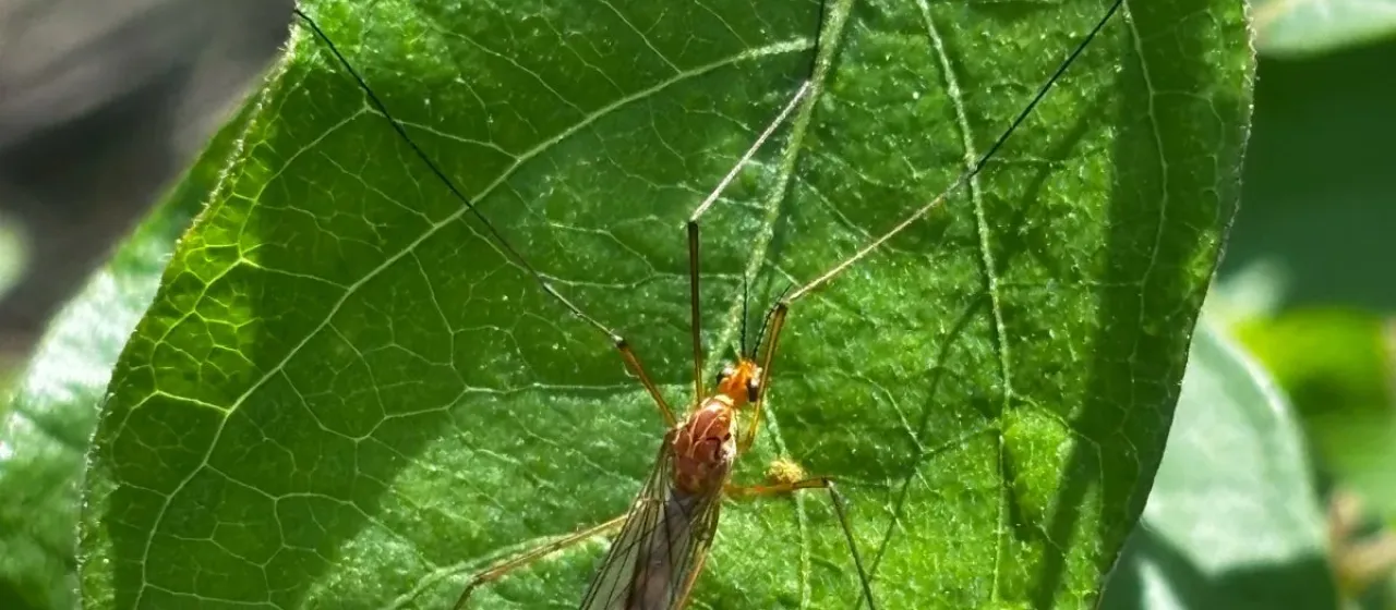 Orange crane fly