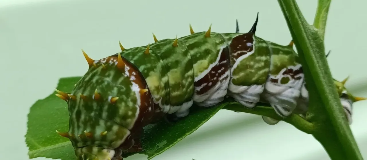 Парусник Эгей