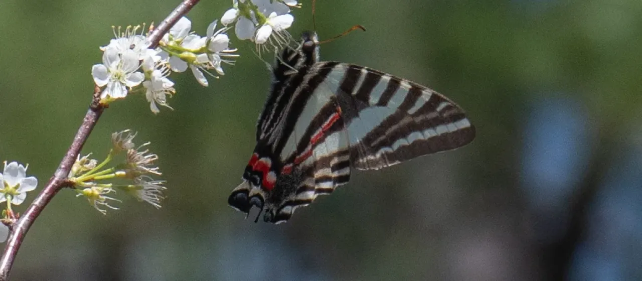 Zebra swallowtail