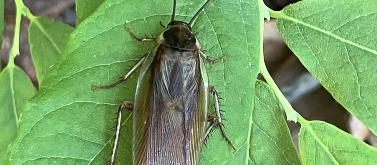 Pennsylvania wood cockroach
