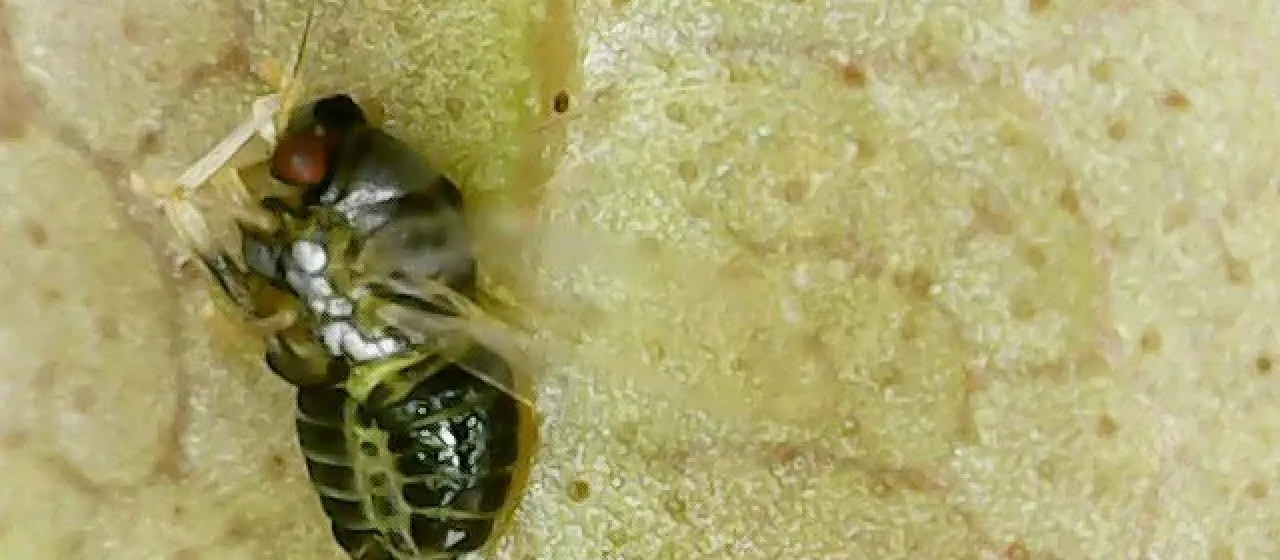 Mango gall psyllid
