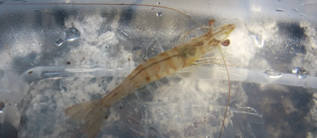 Northern pink shrimp
