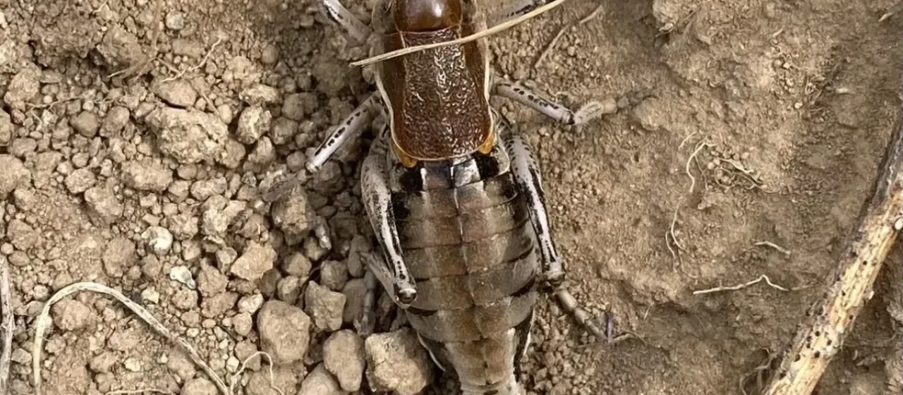 Coulee cricket