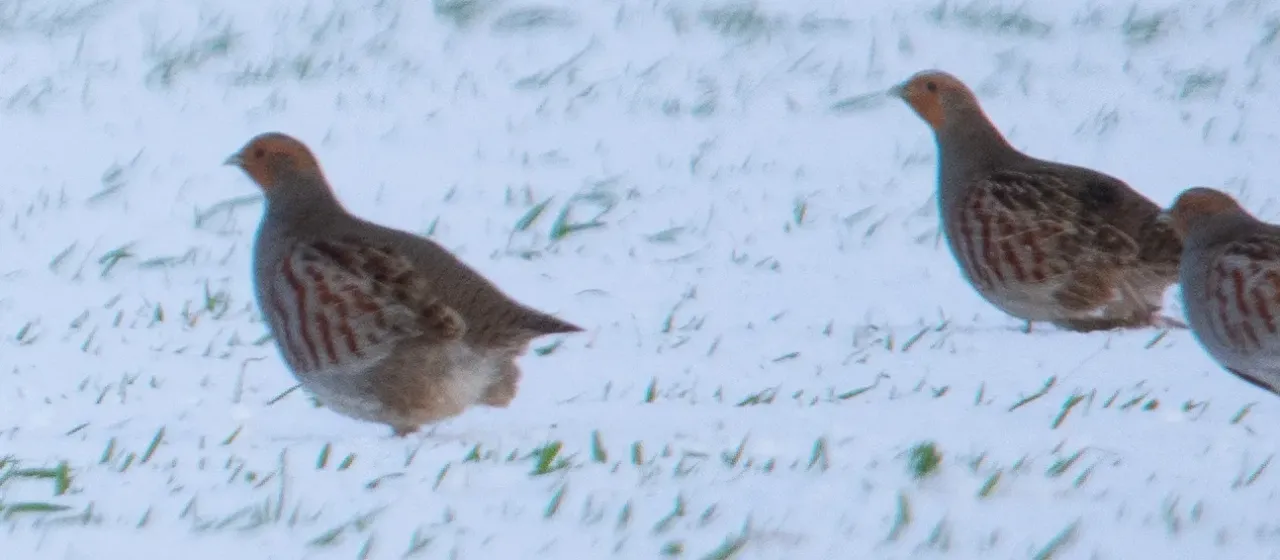 Grey partridge
