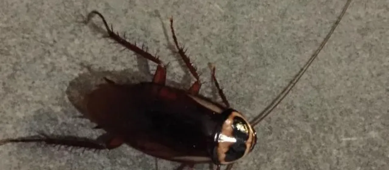 Australian cockroach