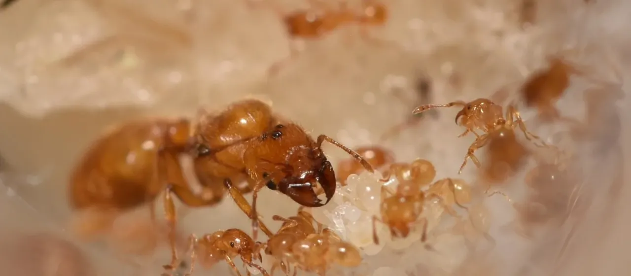 Муравей-жнец Pheidole lamia