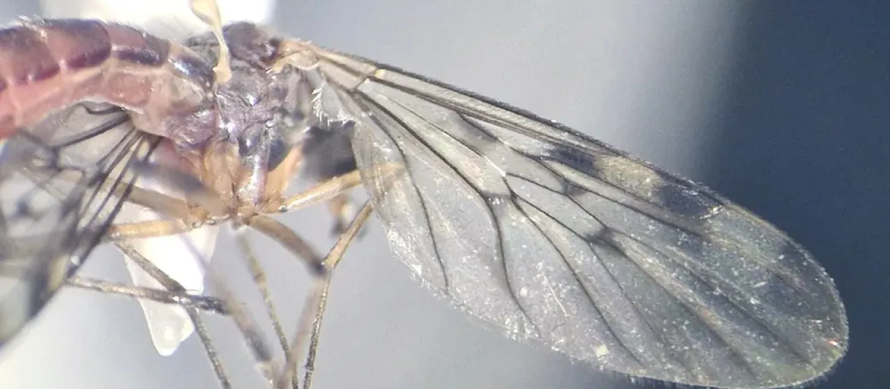 Window gnat