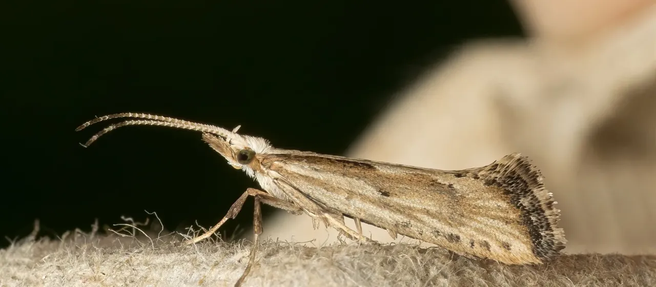 Garden rocket moth