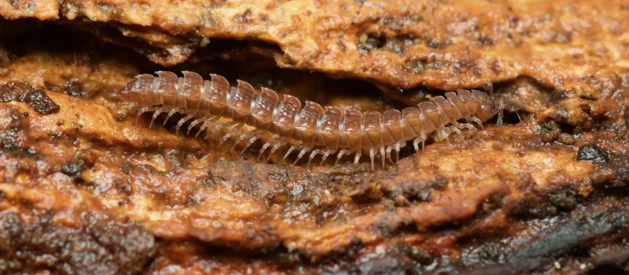 Polydesmus angustus