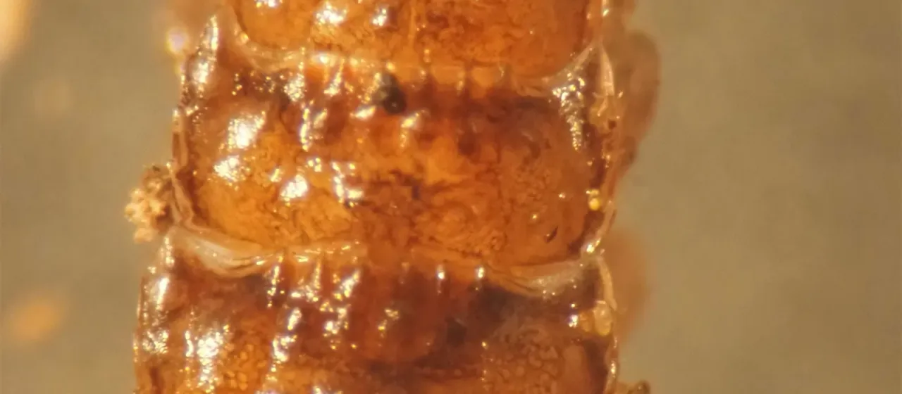 Polydesmus denticulatus