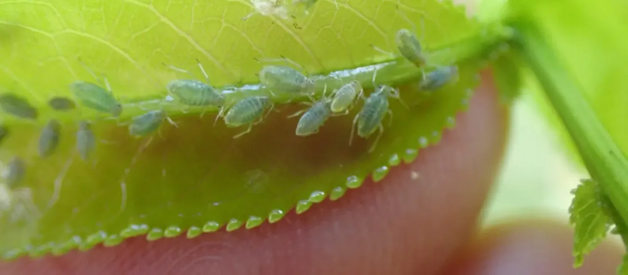 Willow leaf aphid