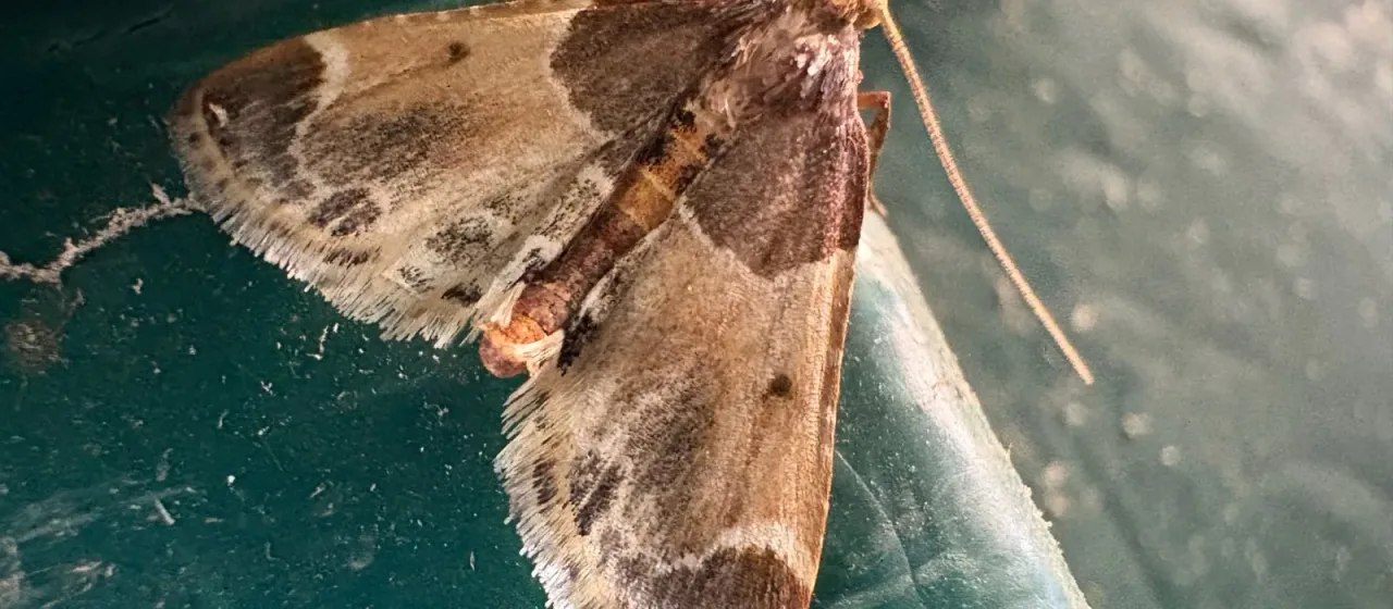 Meal moth