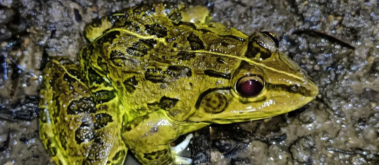 Indian bullfrog