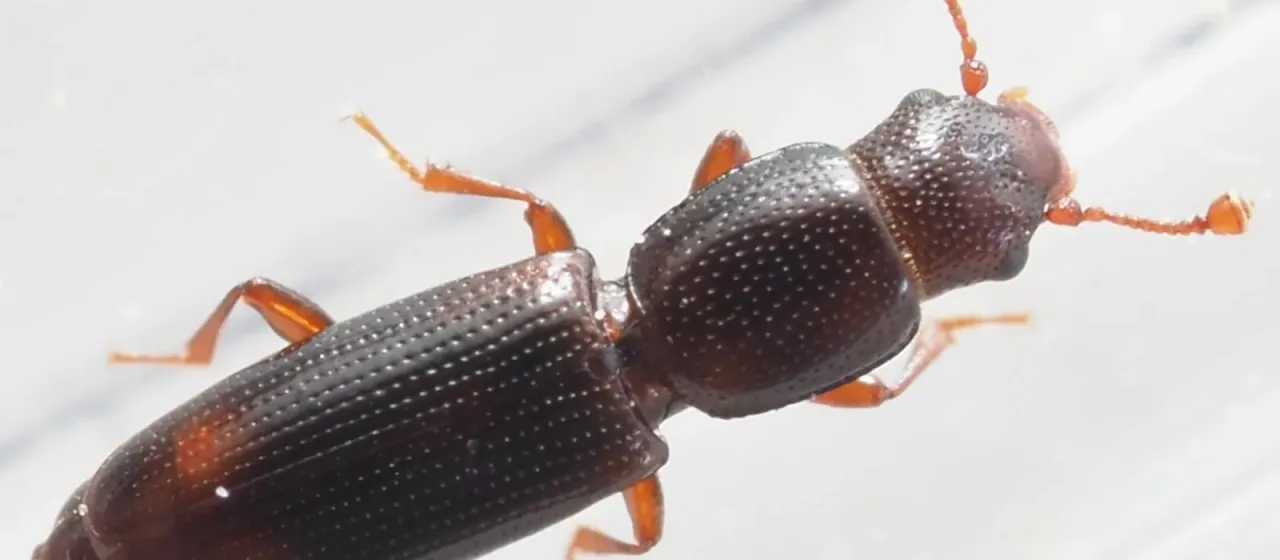 Rhizophagus bipustulatus