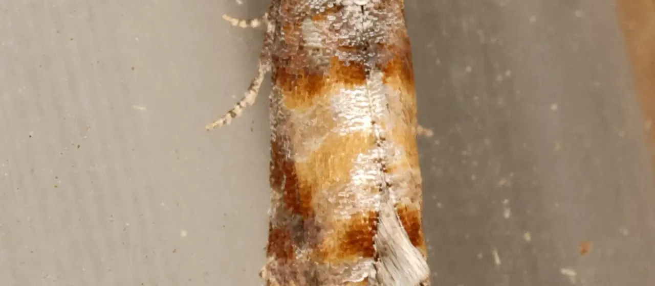 Побеговьюны