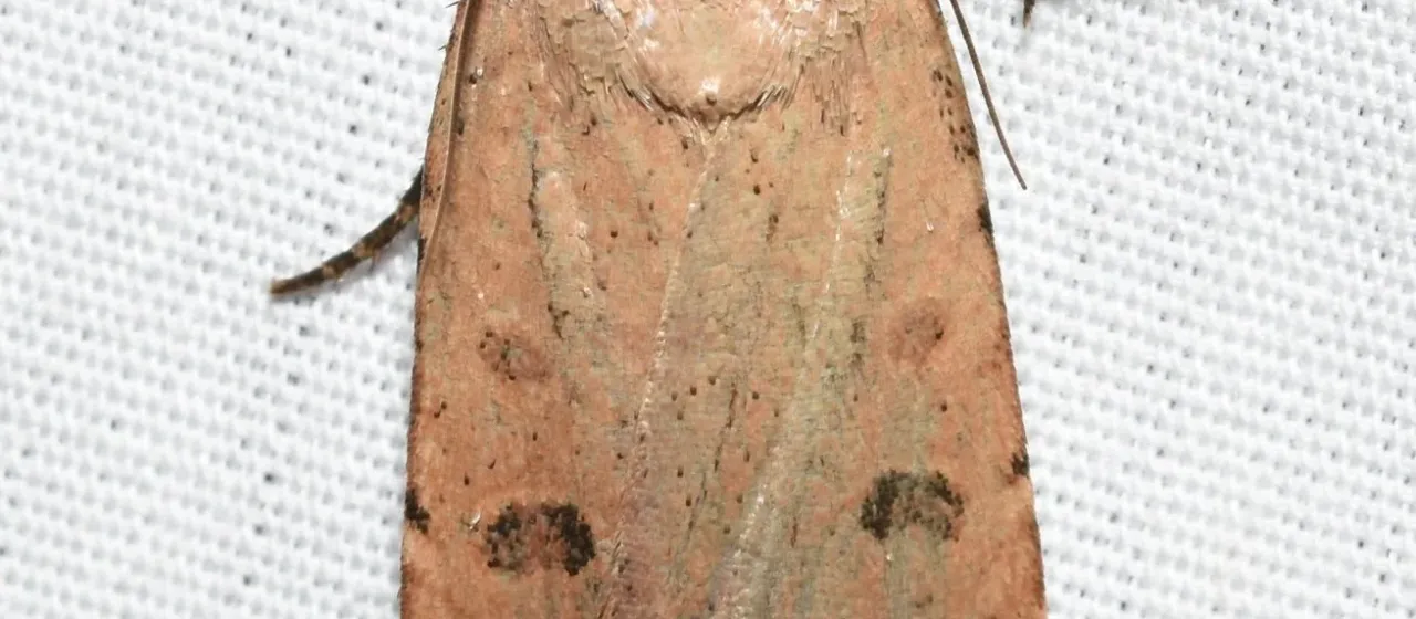 Abagrotis cupida