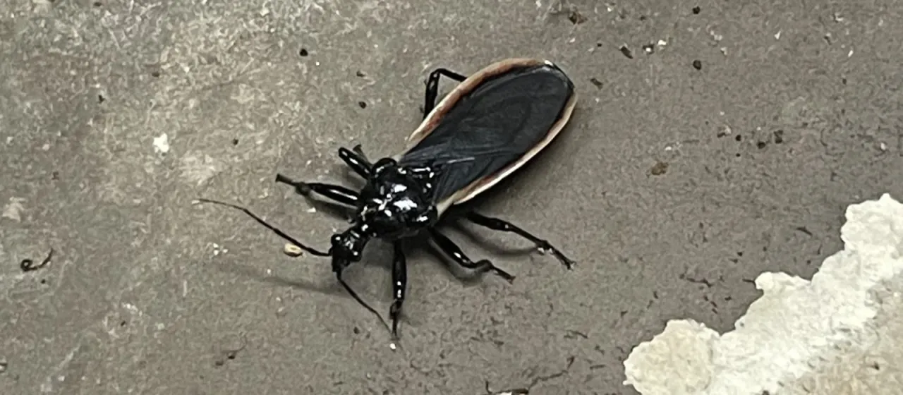 Scadra