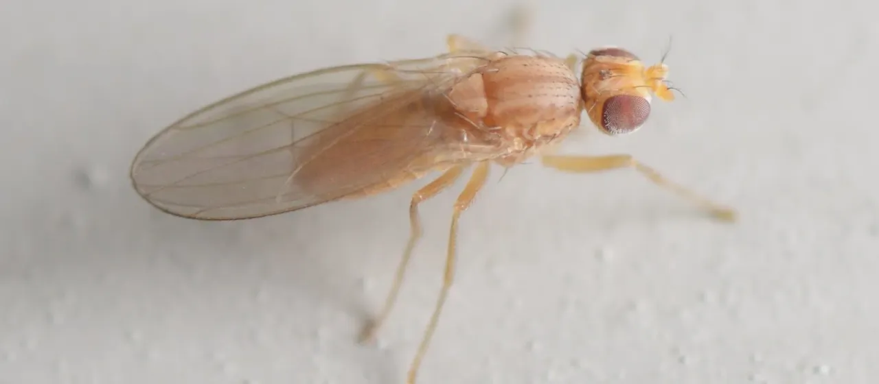 Scaptomyza flava