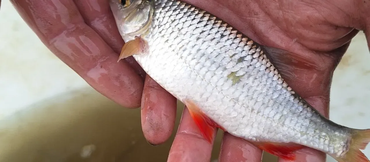 Краснопёрка