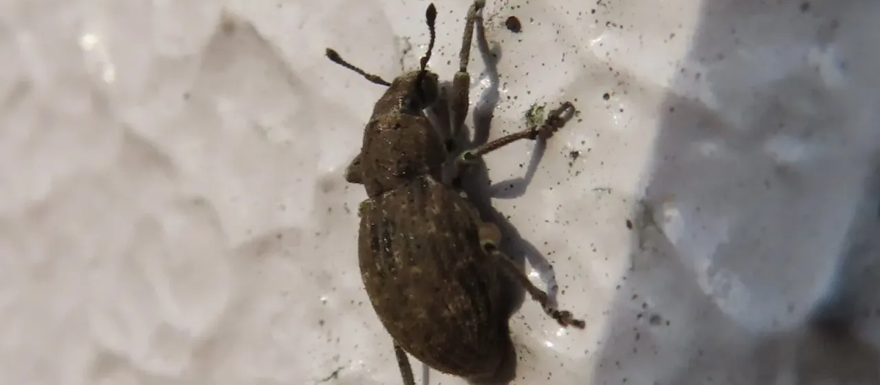 Scepticus insularis