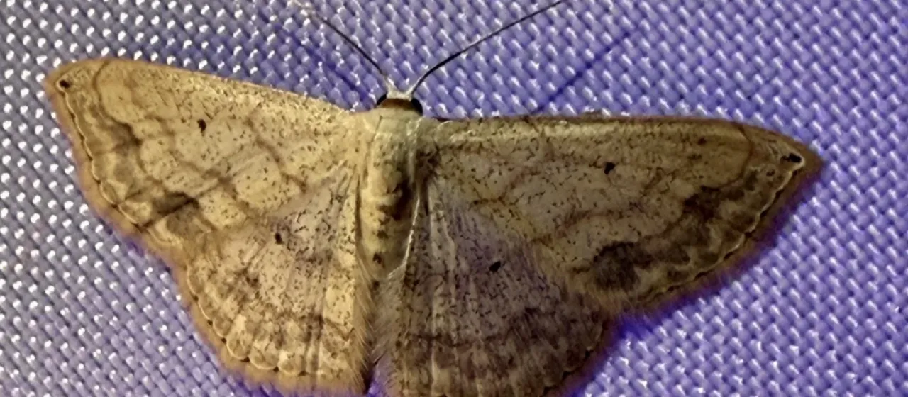 Scopula umbilicata