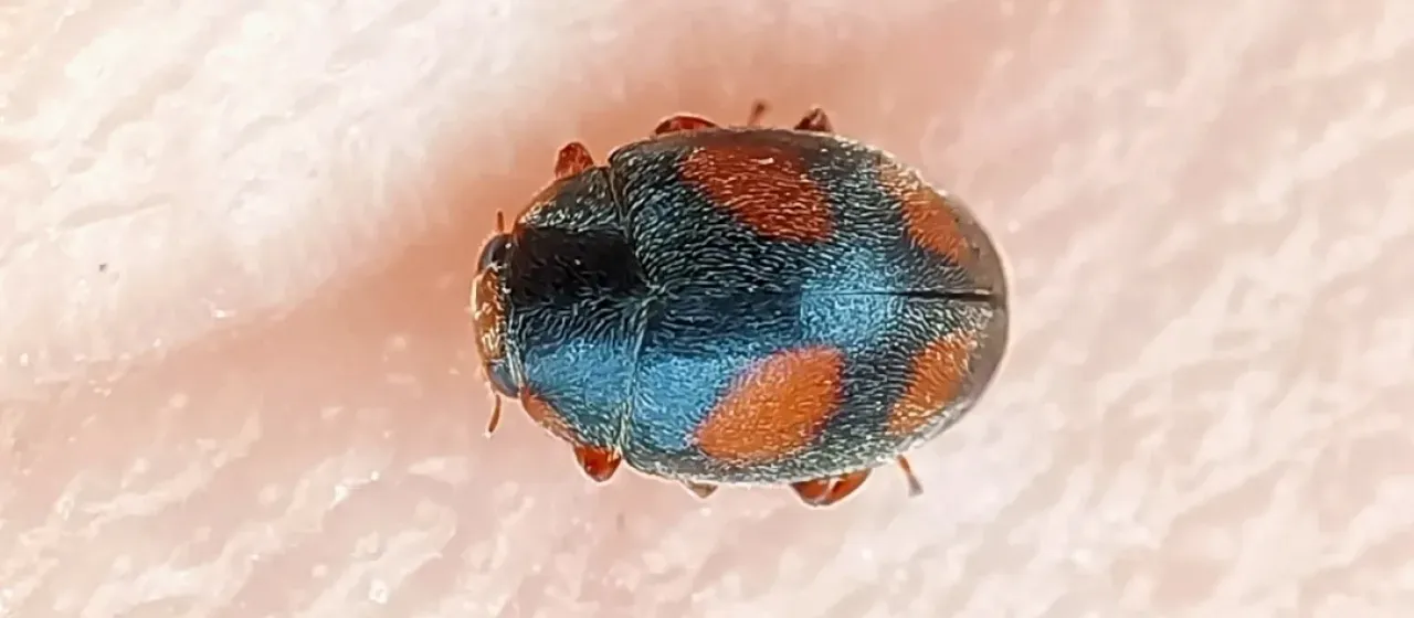 Scymnus frontalis