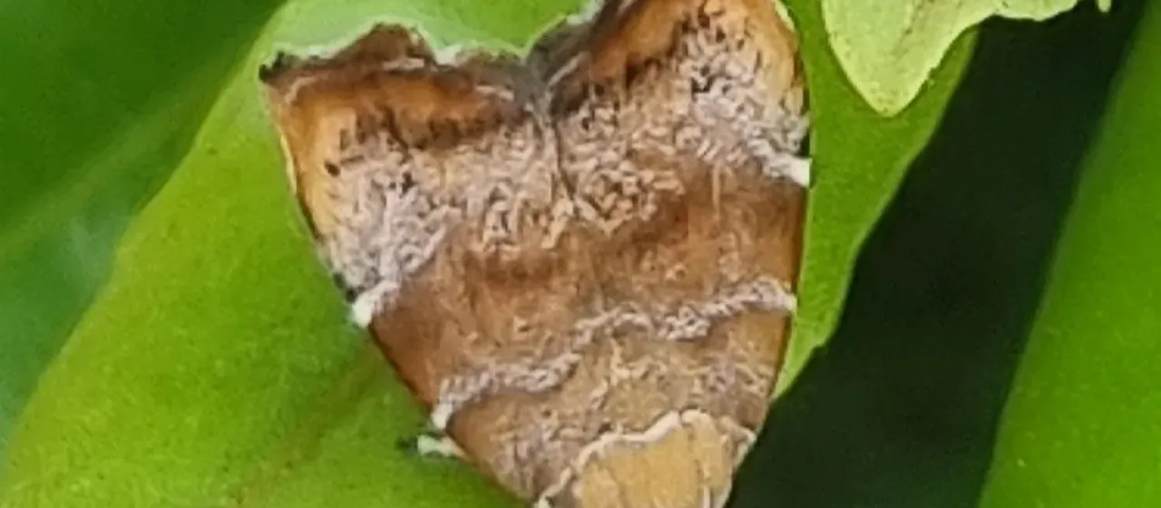 Fig leaf skeletonizer