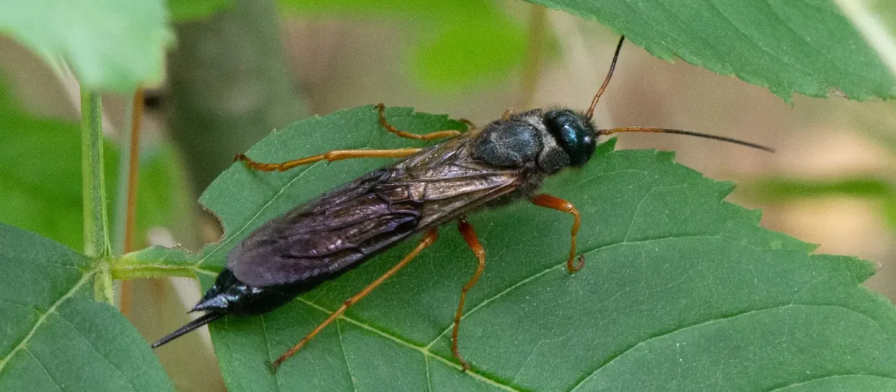 Steel-blue woodwasp