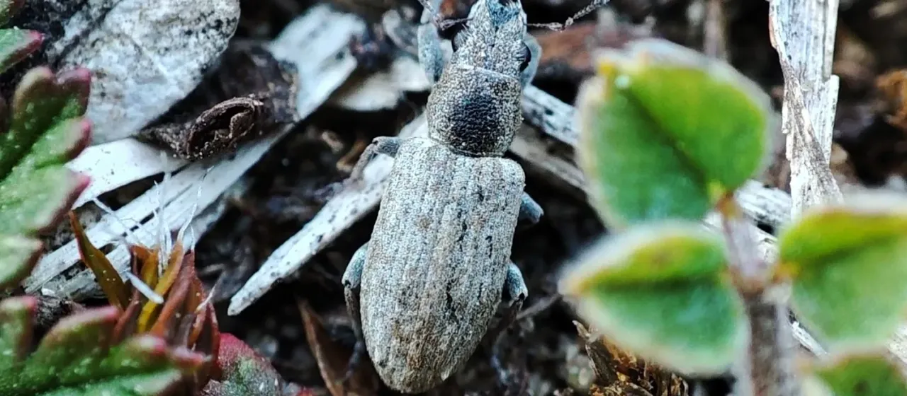 Клубеньковый долгоносик (Sitona callosus)