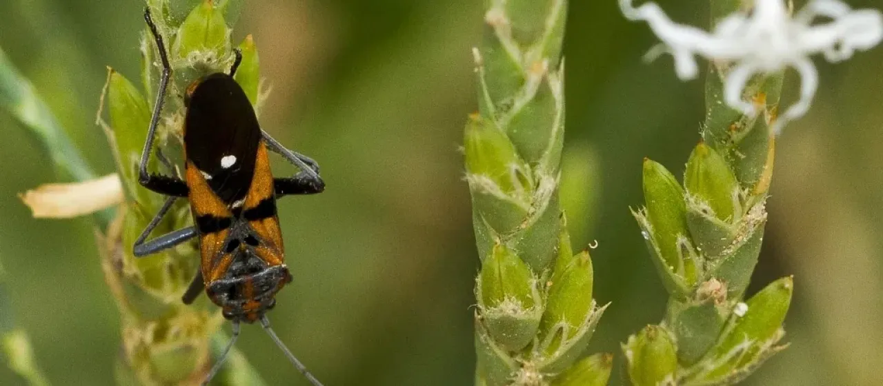 Spilostethus macilentus