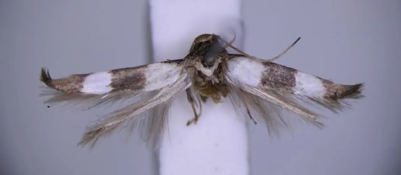 Stathmopoda placida