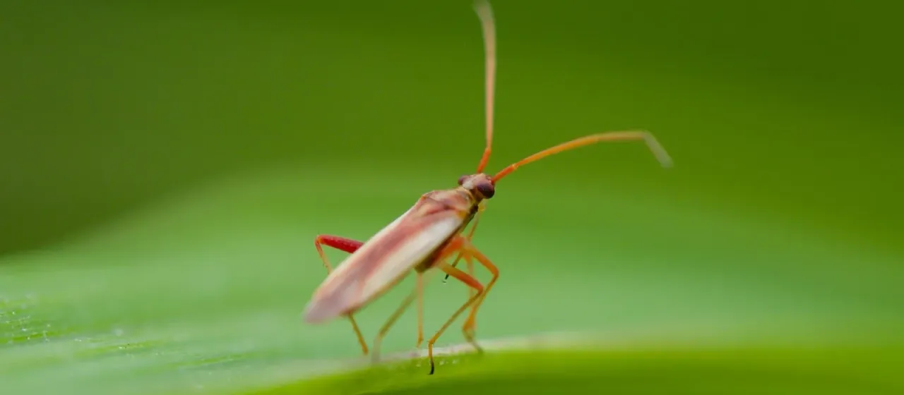 Stenotus rubrovittatus