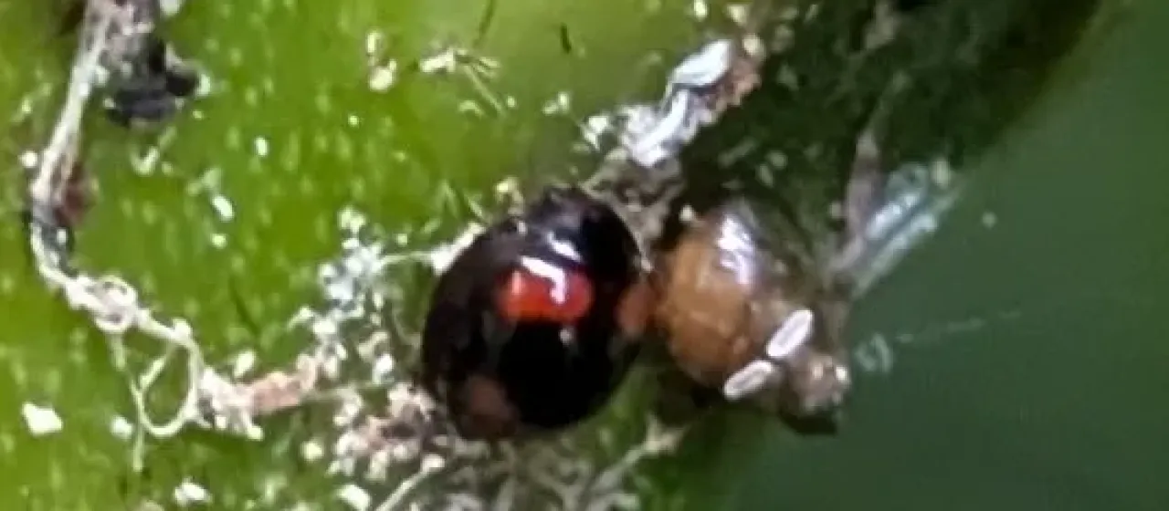 Стихолоটিস