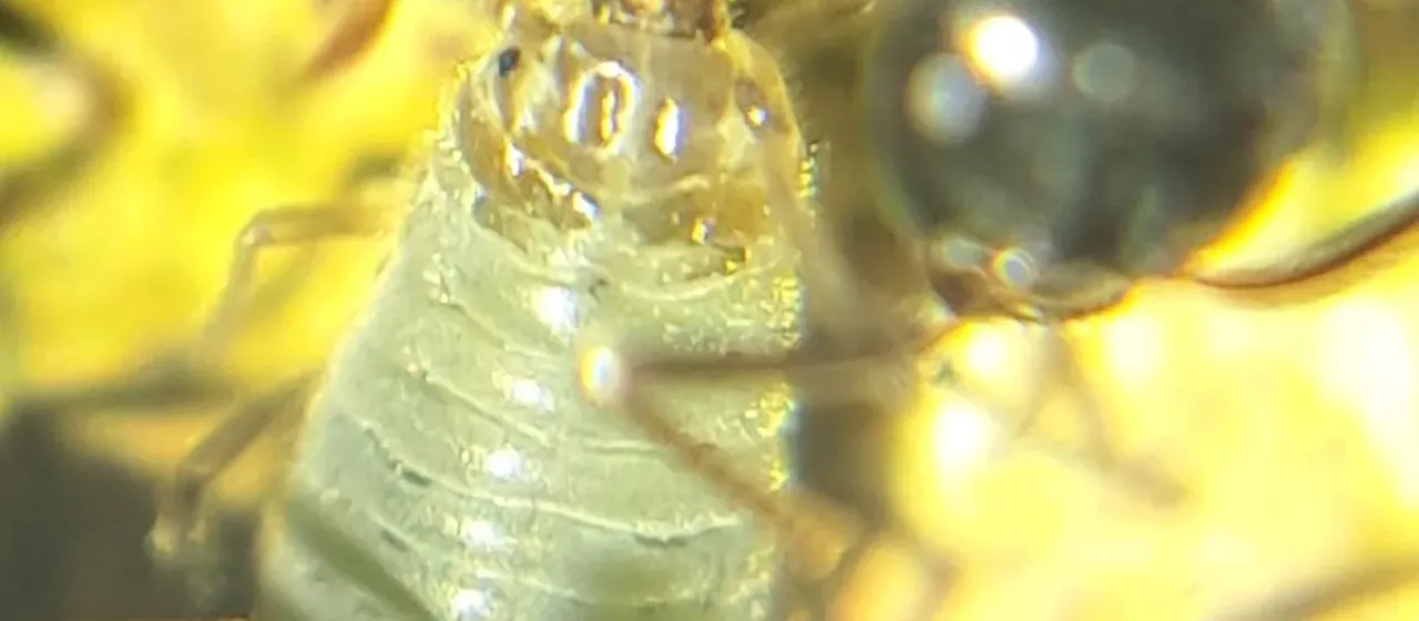 Brown maple aphid
