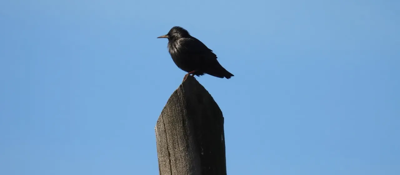 Spotless starling