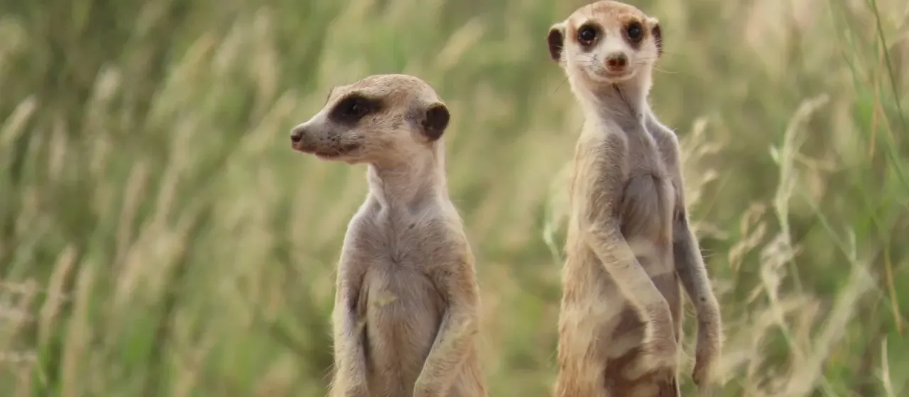 Meerkat
