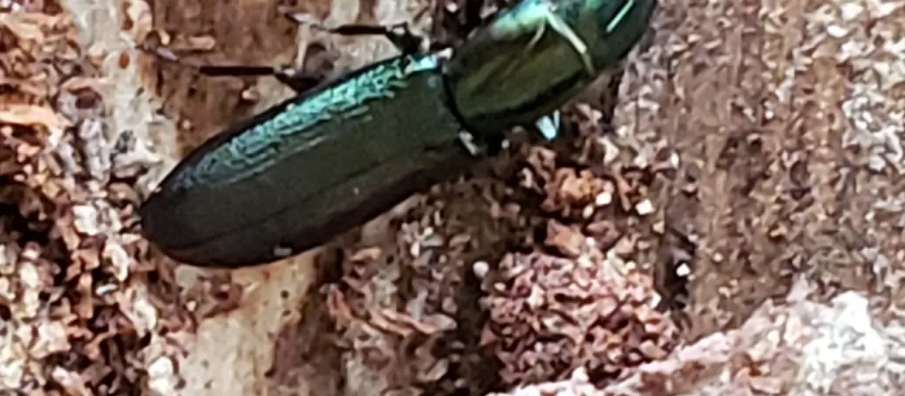 Temnochila