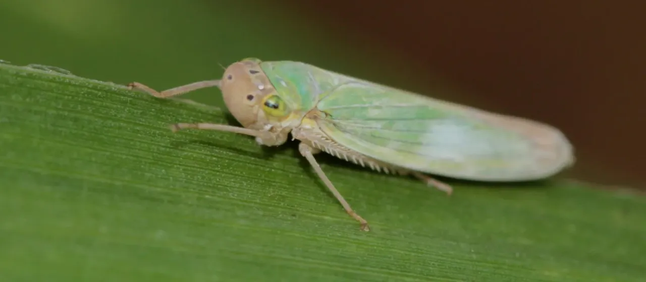 Green leafhopper