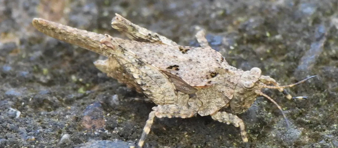 Sandy grouse locust