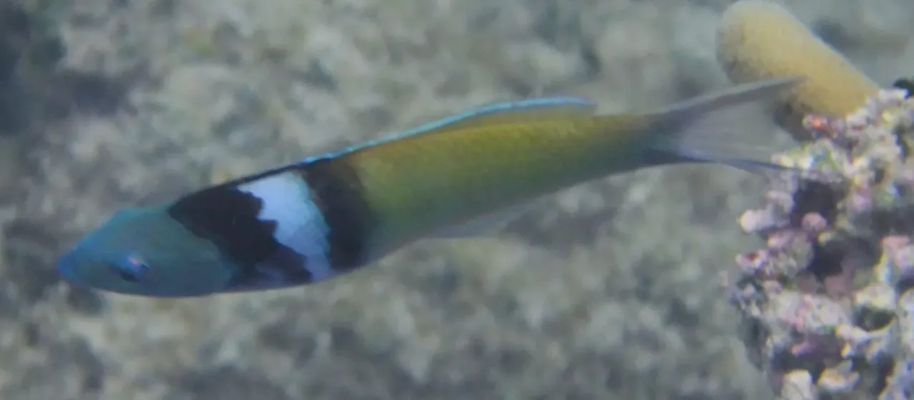 Bluehead wrasse