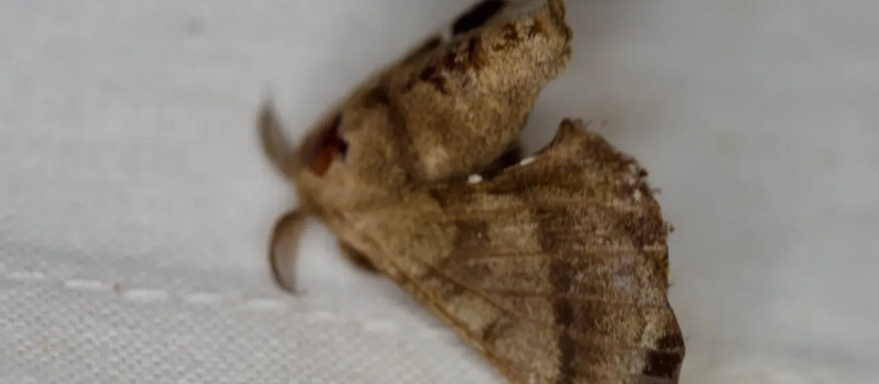 Wild silkworm