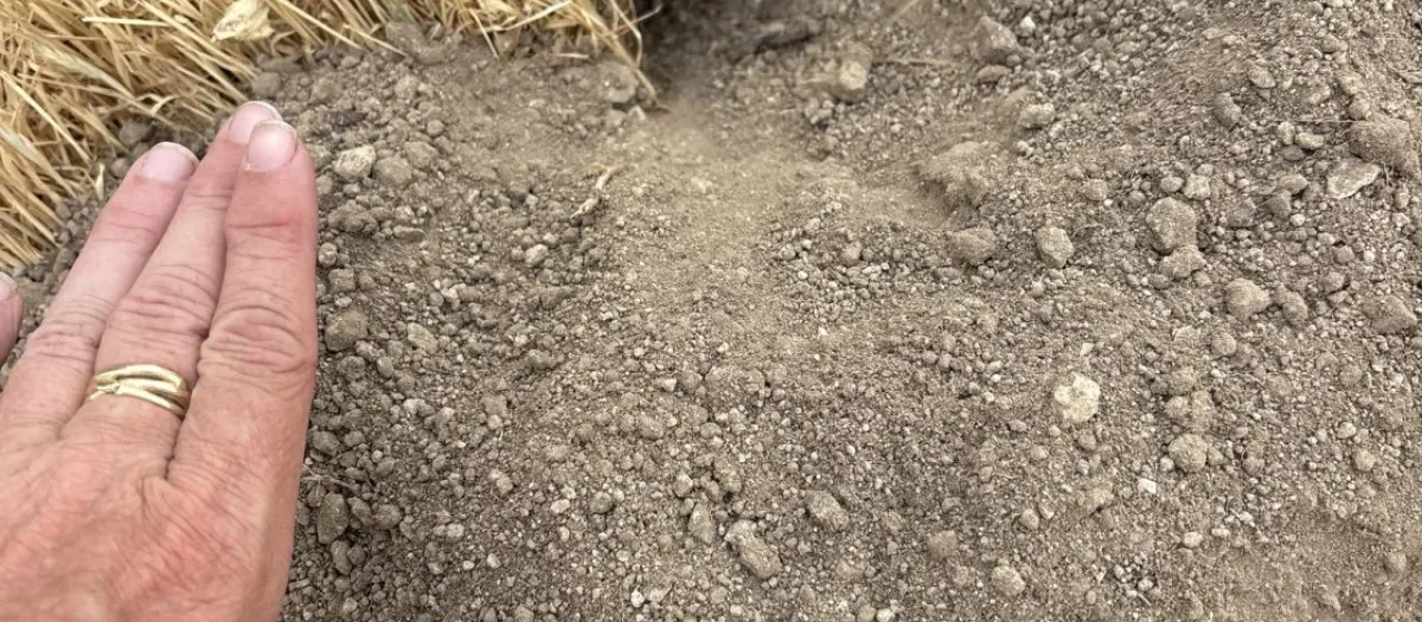 Northern pocket gopher