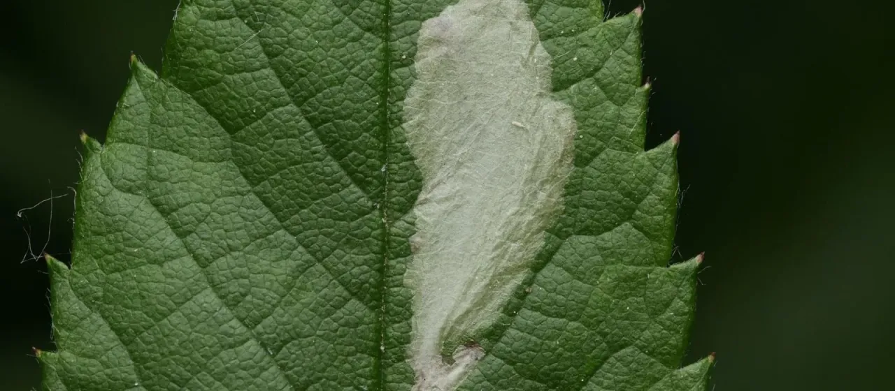 Rose leaf miner